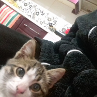 American Wirehair, Kedi  Şanslı fotoğrafı