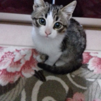 American Wirehair, Kedi  Şanslı fotoğrafı