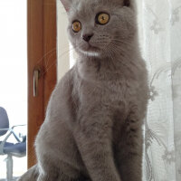 British Shorthair, Kedi  Kültigin fotoğrafı