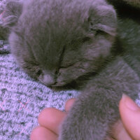 Scottish Fold, Kedi  Şeker fotoğrafı