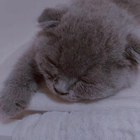 Scottish Fold, Kedi  Şeker fotoğrafı