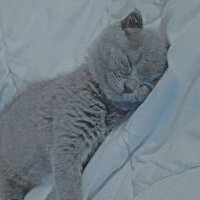 Scottish Fold, Kedi  Şeker fotoğrafı