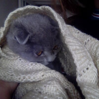 Scottish Fold, Kedi  Şeker fotoğrafı