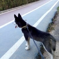 Sibirya Kurdu (Husky), Köpek  kabus fotoğrafı