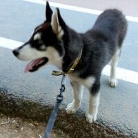 Sibirya Kurdu (Husky), Köpek  kabus fotoğrafı