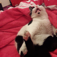 Tekir Kedi, Kedi  Şeker fotoğrafı