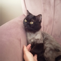 British Shorthair, Kedi  Zeytin fotoğrafı