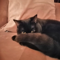 British Shorthair, Kedi  Zeytin fotoğrafı