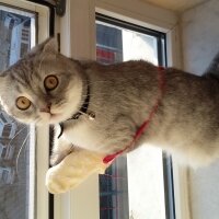 Scottish Fold, Kedi  Duman  fotoğrafı