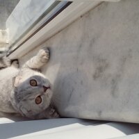 Scottish Fold, Kedi  Duman  fotoğrafı