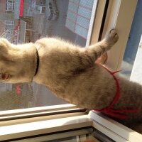 Scottish Fold, Kedi  Duman  fotoğrafı