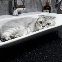 Scottish Fold, Kedi  Duman  fotoğrafı