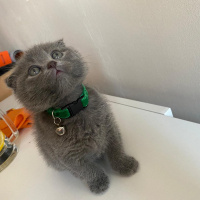 Scottish Fold, Kedi  micho fotoğrafı