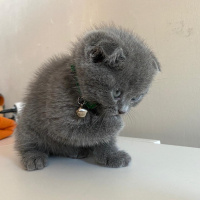 Scottish Fold, Kedi  micho fotoğrafı