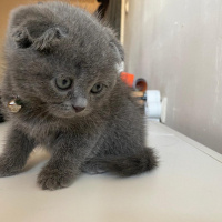 Scottish Fold, Kedi  micho fotoğrafı