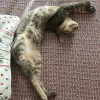 Tekir Kedi, Kedi  Lokum fotoğrafı