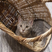 Tekir Kedi, Kedi  Lokum fotoğrafı
