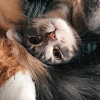 Tekir Kedi, Kedi  Lokum fotoğrafı