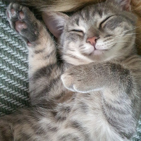 Tekir Kedi, Kedi  Lokum fotoğrafı