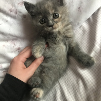 British Shorthair, Kedi  kumpir fotoğrafı