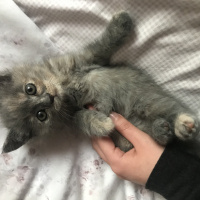 British Shorthair, Kedi  kumpir fotoğrafı