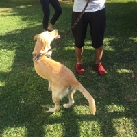 Labrador Retriever, Köpek  Leydi fotoğrafı