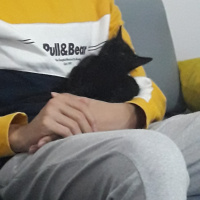 Bombay, Kedi  Onix fotoğrafı