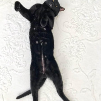 Tekir Kedi, Kedi  Pati fotoğrafı