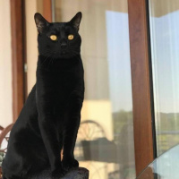 Tekir Kedi, Kedi  Pati fotoğrafı