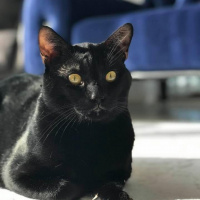 Tekir Kedi, Kedi  Pati fotoğrafı
