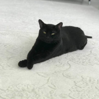 Tekir Kedi, Kedi  Pati fotoğrafı