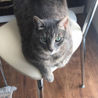 Mavi Rus, Kedi  Kaju fotoğrafı