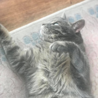 Mavi Rus, Kedi  Kaju fotoğrafı