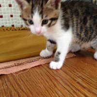 Tekir Kedi, Kedi  Melek fotoğrafı