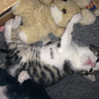 Tekir Kedi, Kedi  Melek fotoğrafı