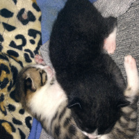 Tekir Kedi, Kedi  Melek fotoğrafı