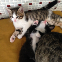 Tekir Kedi, Kedi  Melek fotoğrafı
