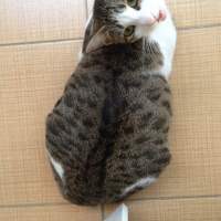 Tekir Kedi, Kedi  Melek fotoğrafı