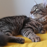 Tekir Kedi, Kedi  Şanslı fotoğrafı