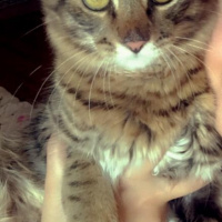 Tekir Kedi, Kedi  Şanslı fotoğrafı