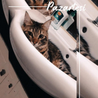 Tekir Kedi, Kedi  Şanslı fotoğrafı