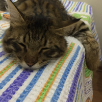 Tekir Kedi, Kedi  Şanslı fotoğrafı