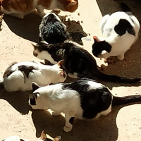 Tekir Kedi, Kedi  Pi&Si fotoğrafı