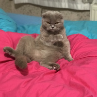 Scottish Fold, Kedi  Şirin fotoğrafı