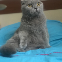 Scottish Fold, Kedi  Şirin fotoğrafı