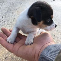 Jack Russell Terrier, Köpek  Maya fotoğrafı