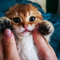 Scottish Fold, Kedi  Balım fotoğrafı