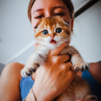 Scottish Fold, Kedi  Balım fotoğrafı