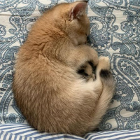 Scottish Fold, Kedi  Balım fotoğrafı