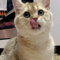 Scottish Fold, Kedi  Balım fotoğrafı